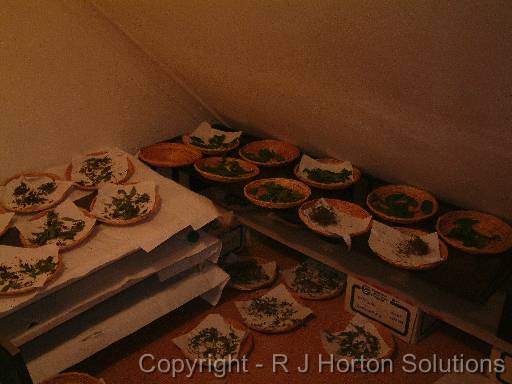 Drying herbs 